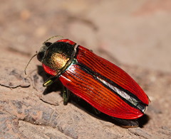 Temognatha