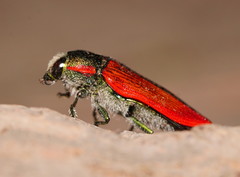 Temognatha