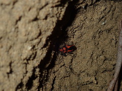 Tegea atropicta