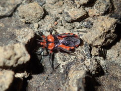 Tegea atropicta