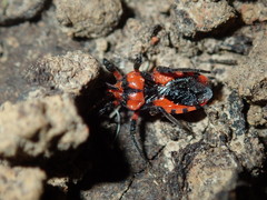 Tegea atropicta
