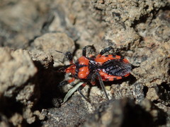 Tegea atropicta