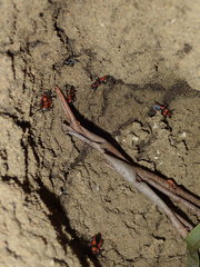 Tegea atropicta