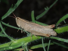 Apotropis tricarinata