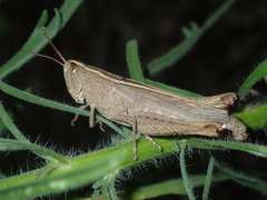 Apotropis tricarinata