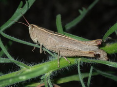 Apotropis tricarinata