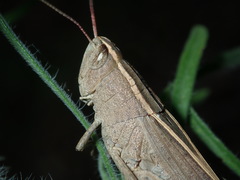 Apotropis tricarinata