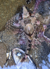 Oligocottus rubellio