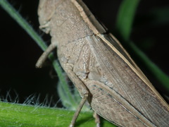 Apotropis tricarinata