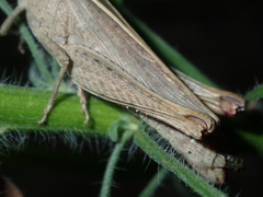 Apotropis tricarinata