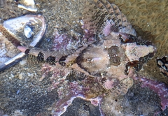 Oligocottus rubellio