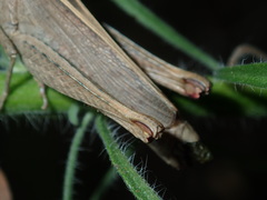 Apotropis tricarinata