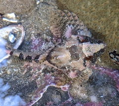 Oligocottus rubellio