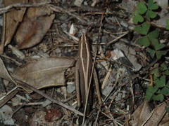 Apotropis tricarinata