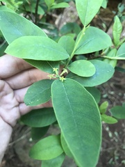 Wikstroemia oahuensis