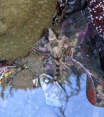 Oligocottus rubellio