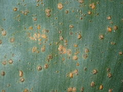 Puccinia thaliae