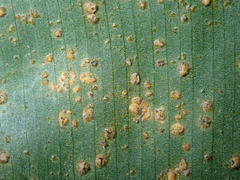 Puccinia thaliae