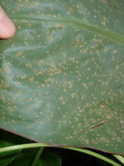 Puccinia thaliae