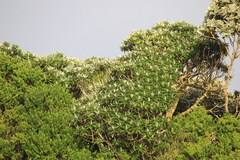 Brachyglottis stewartiae