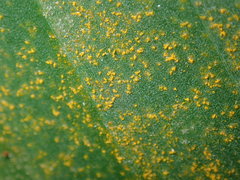Puccinia thaliae