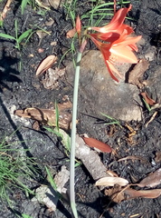 Hippeastrum
