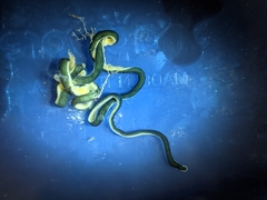 Emplectonema gracile