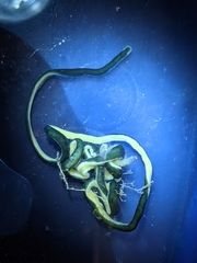 Emplectonema gracile