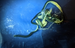 Emplectonema gracile