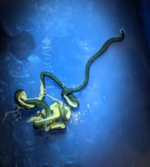 Emplectonema gracile