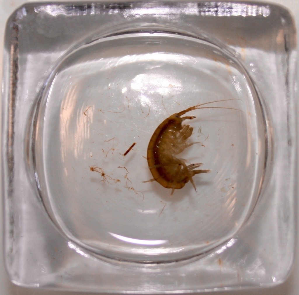 Echinogammarus finmarchicus