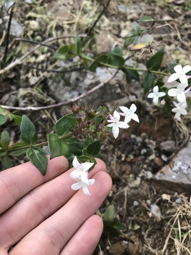 Kadua parvula observed 2021-02-11