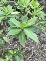 Scaevola gaudichaudiana
