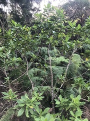 Scaevola gaudichaudiana