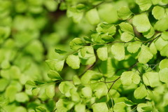 Adiantum aethiopicum