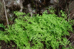 Adiantum aethiopicum