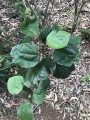 Hibiscus arnottianus