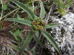 Euphorbia tubadenia