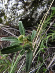 Euphorbia tubadenia