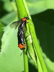 Tethida barda