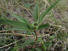 Euphorbia tubadenia