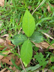 Euphorbia heterophylla