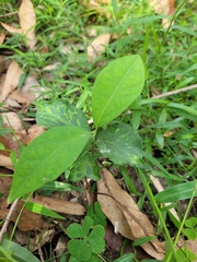 Euphorbia heterophylla