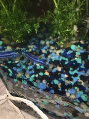 Pseudotropheus