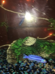 Pseudotropheus