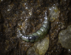 Rhyacophiloidea