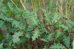 Solanum prinophyllum