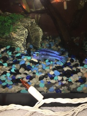 Pseudotropheus