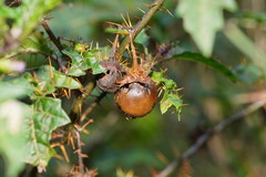 Solanum prinophyllum