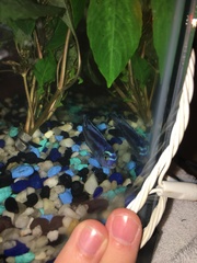 Pseudotropheus